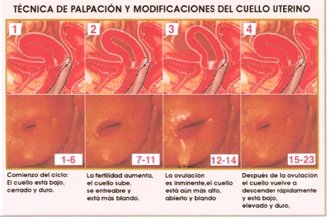 Técnica de Palpación y modificaciones del cuello uterino